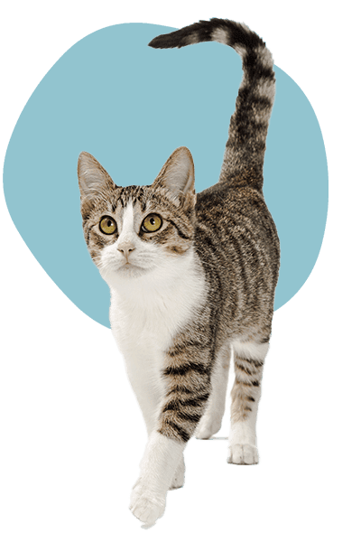 A cat with its tail up A cat with its tail up