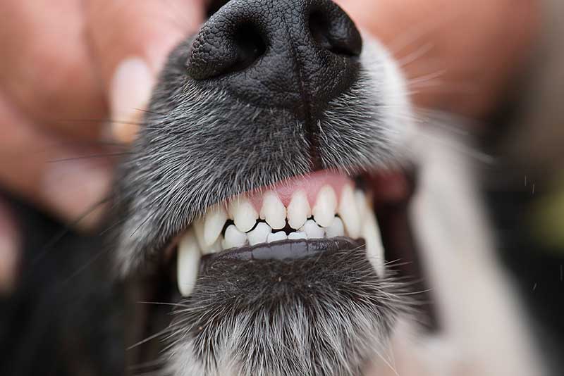 A dog's pearly whites A dog's pearly whites