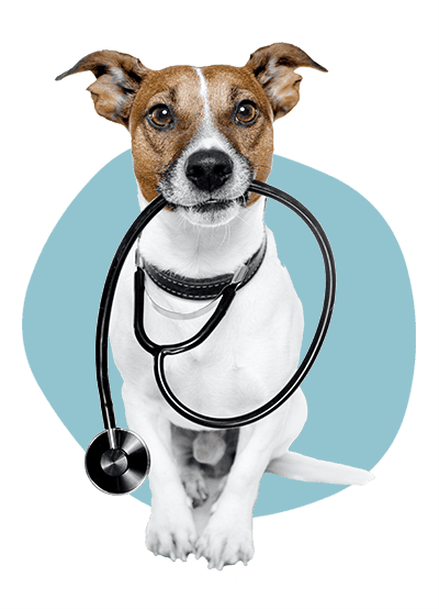 A Jack Russell terrier with a stethoscope A Jack Russell terrier with a stethoscope