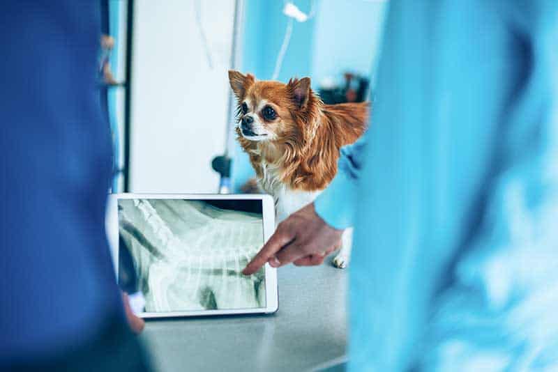 A dog being examined with x-ray A dog being examined with x-ray