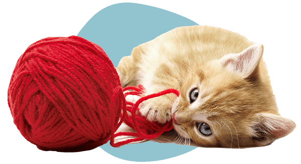 A kitten playing with a ball of yarn A kitten playing with a ball of yarn