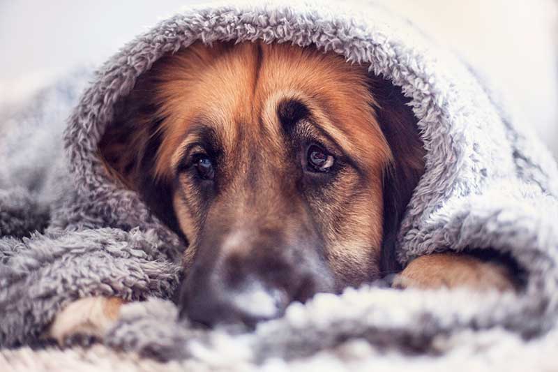 A dog wrapped in a blanket A dog wrapped in a blanket
