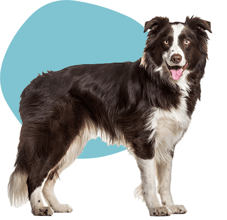 A border collie A border collie