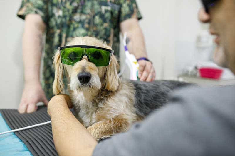 A dog undergoing laser therapy A dog undergoing laser therapy