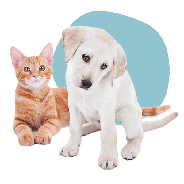 A yellow lab puppy and an orange kitten A yellow lab puppy and an orange kitten