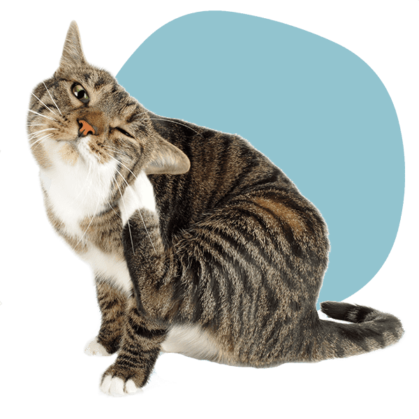 A cat scratching A cat scratching