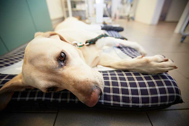 A dog laying on a cushion at the vet A dog laying on a cushion at the vet