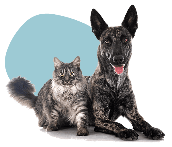 Cat and dog Cat and dog