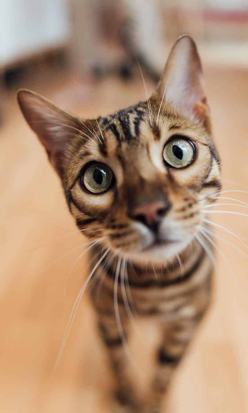 Cat Cat