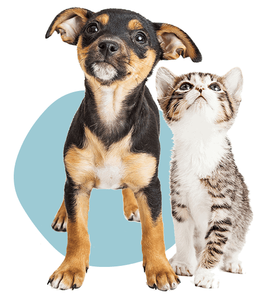 Puppy and Kitten Puppy and Kitten