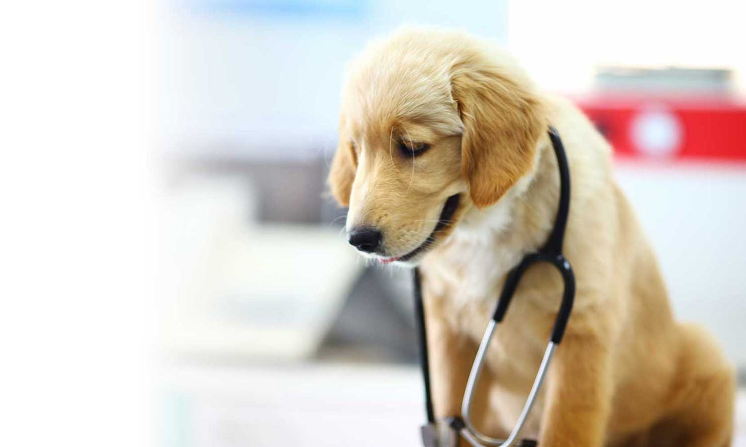 A dog sitting at the vet wearing a stethoscope