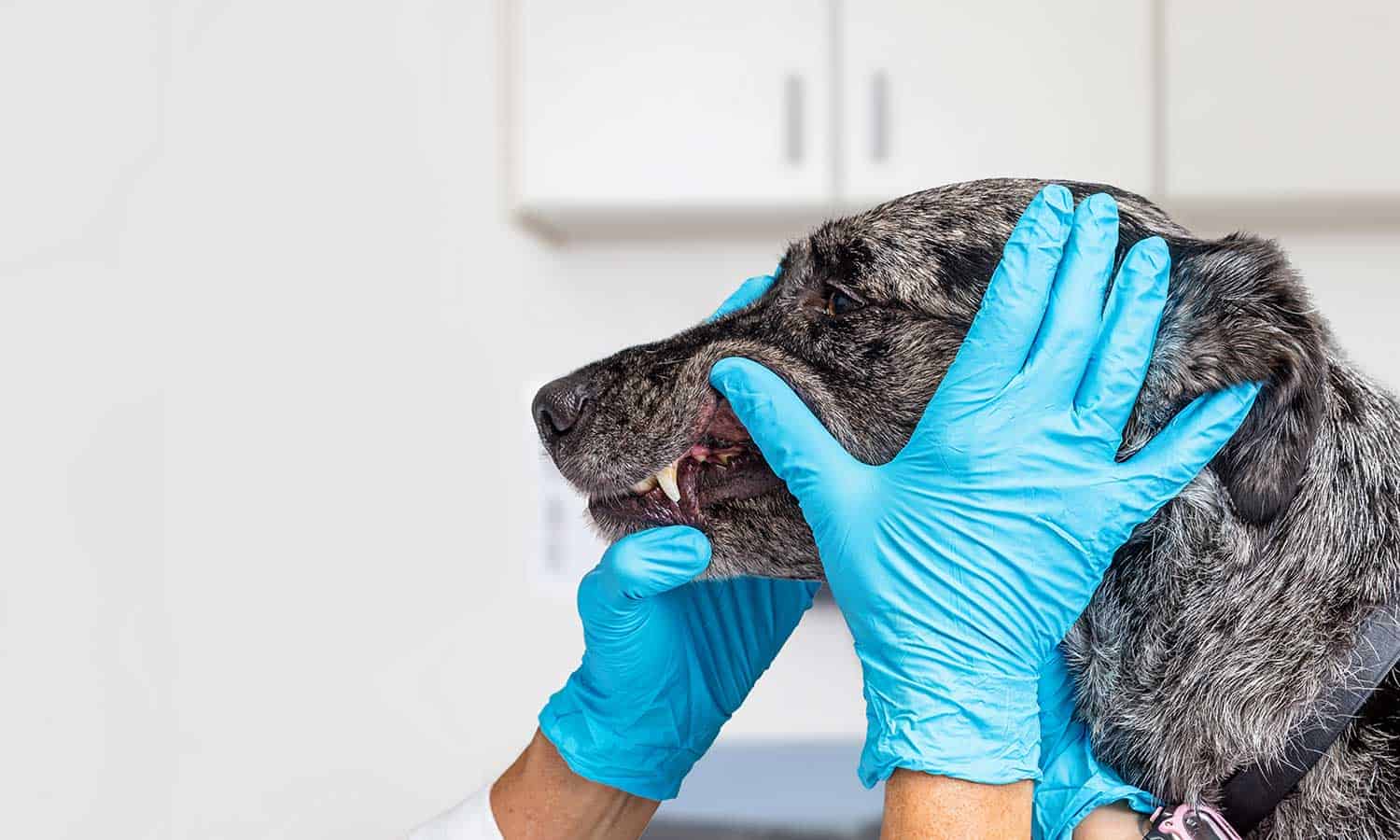 A dog having its teeth checked