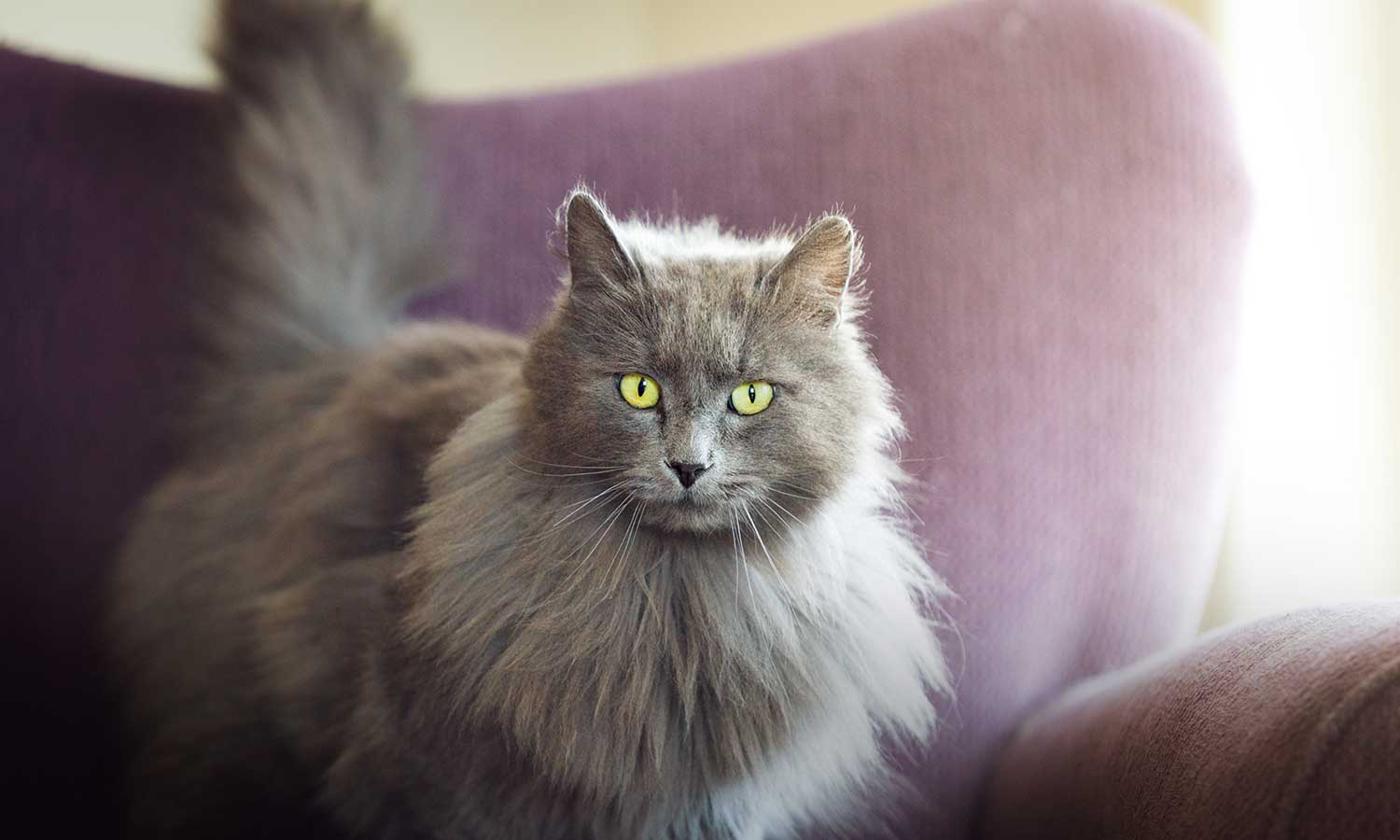 A grey cat on a couch