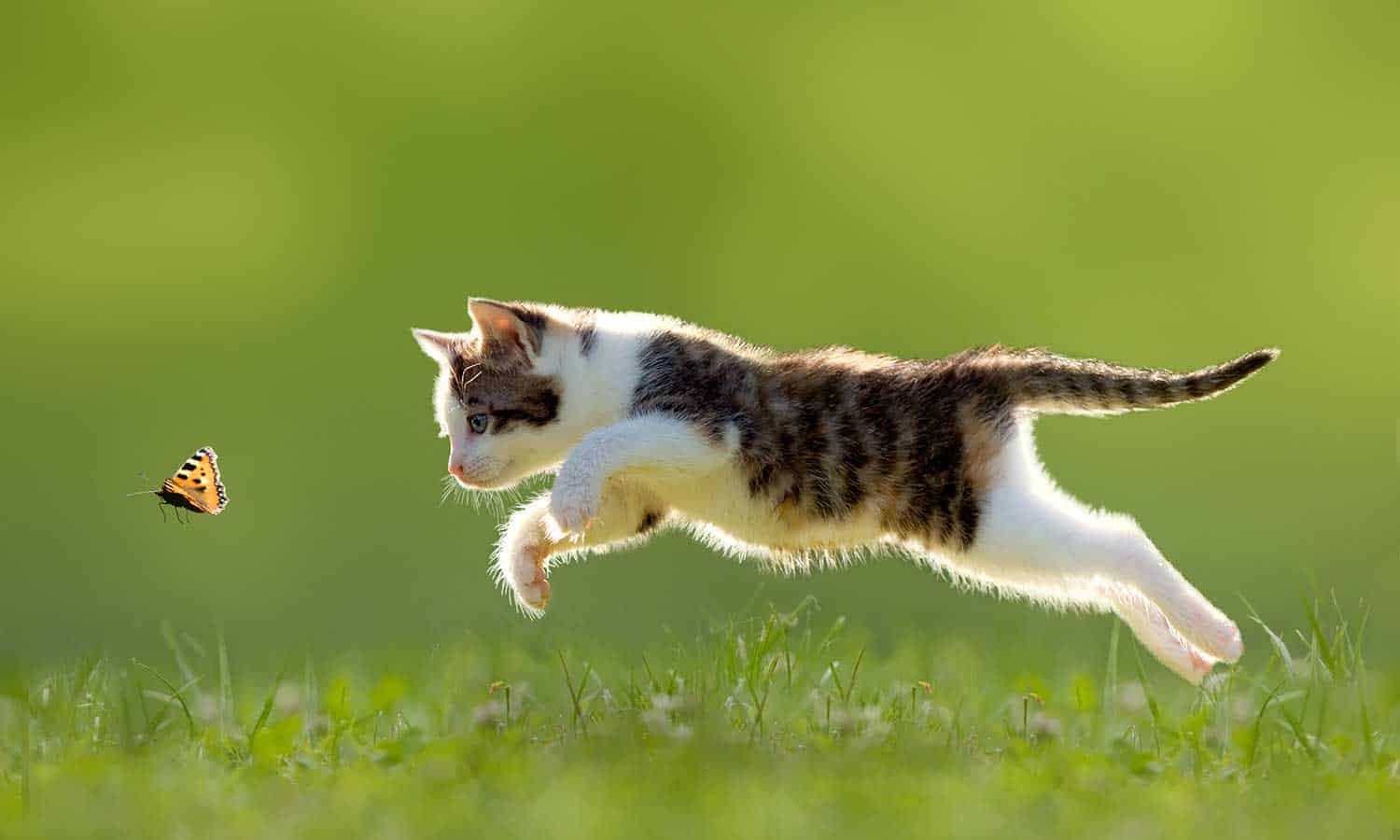 A kitten pouncing after a butterfly