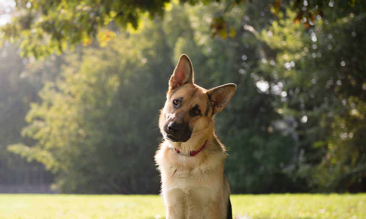 A german shepherd in grass