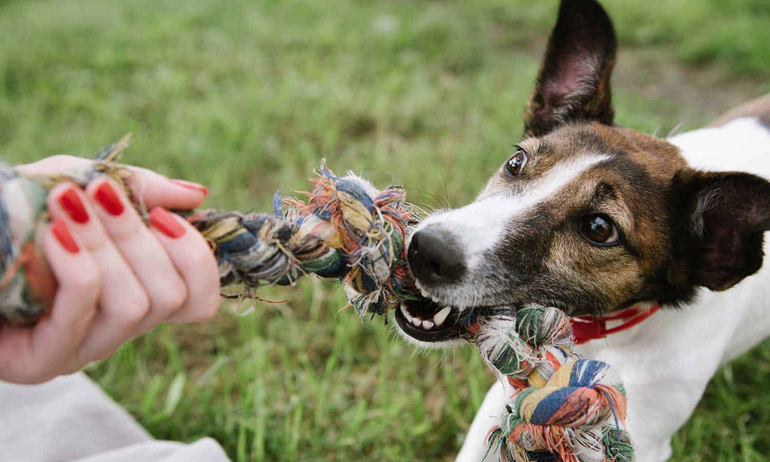 A dog pulling on a tug toy