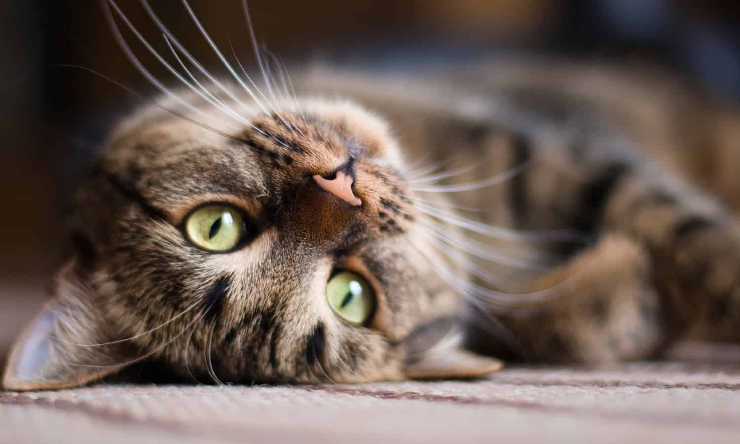 A cat rolling on its back