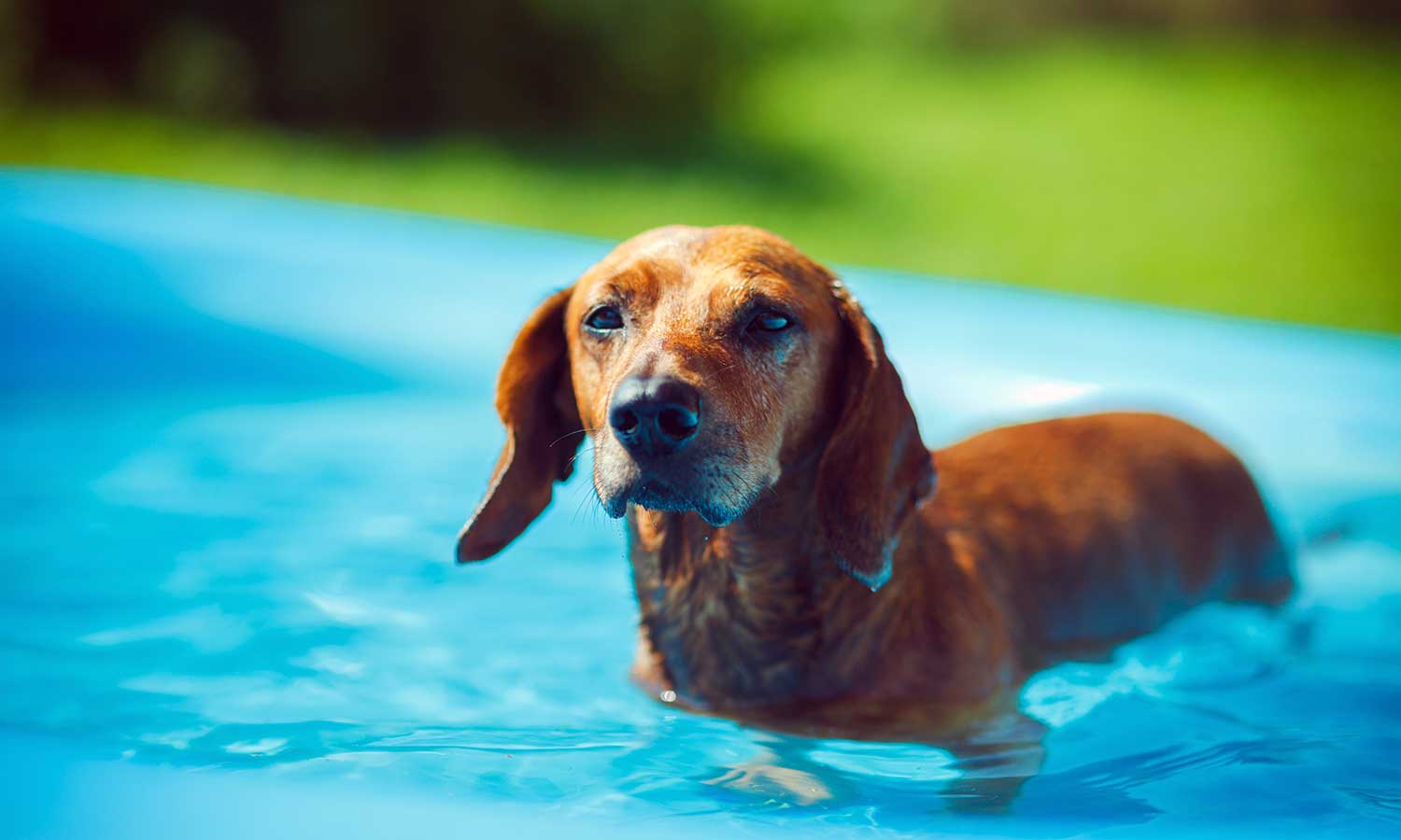 A dachshund in a pool
